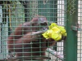 A red ape enjoys breakfast.